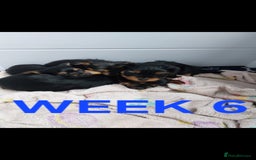 Yorkshire Terrier dogs for sale: YORKSHIRE TERRIER PUPPIES with OWN VET HEALTH CERT - Image 24