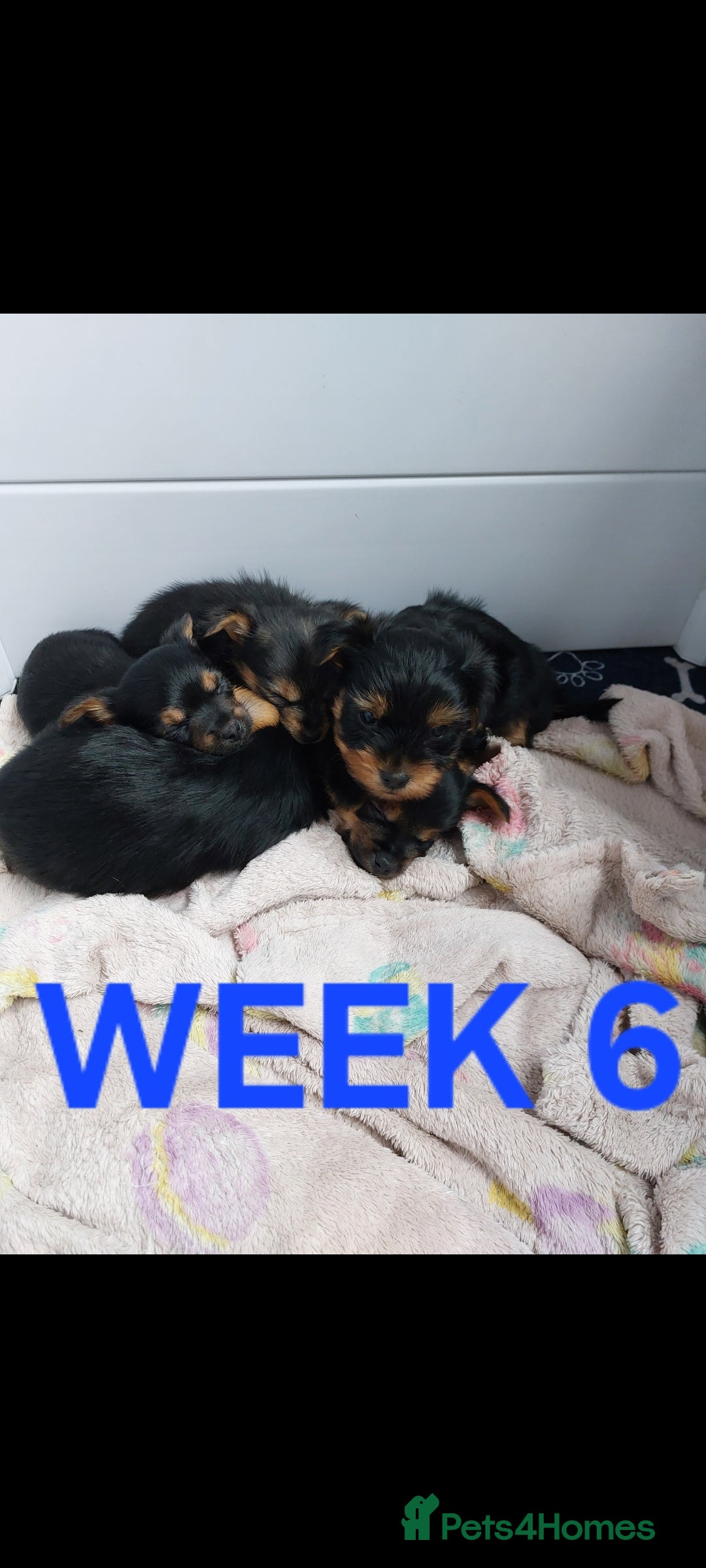Yorkshire Terrier dogs for sale: YORKSHIRE TERRIER PUPPIES with OWN VET HEALTH CERT - Image 24