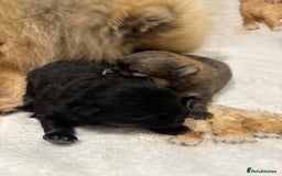 Pomeranian dogs for sale: Pure breed Pomeranians - Advert 3