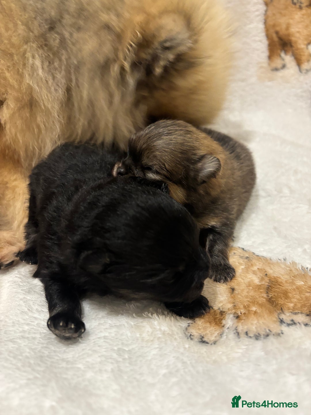 Pomeranian dogs for sale: Pure breed Pomeranians - Advert 3