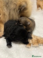 Pomeranian dogs Pure breed Pomeranians - Advert 3