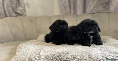 Cockapoo dogs Beautiful merle and black puppy’s available  - Advert 16