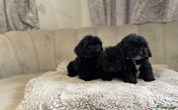 Cockapoo dogs Beautiful merle and black puppy’s available  - Advert 1
