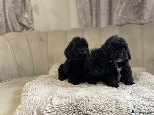 Cockapoo dogs Beautiful merle and black puppy’s available - Advert 1