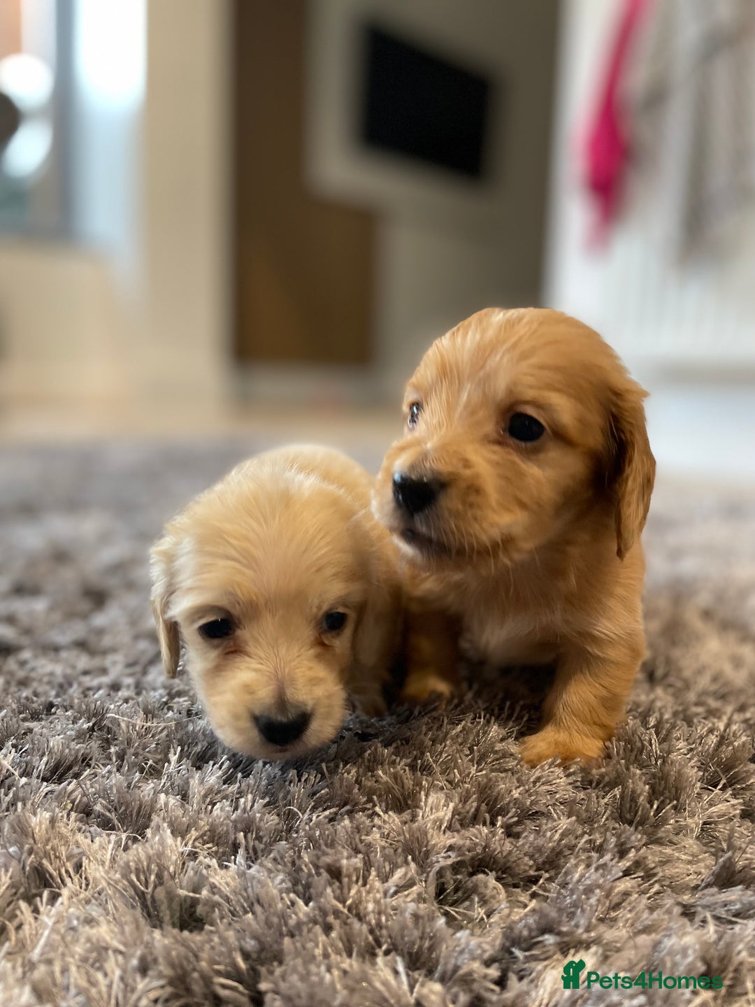 Miniature Dachshund dogs for sale: Miniature Dash hound long haired English  cream - Advert 14