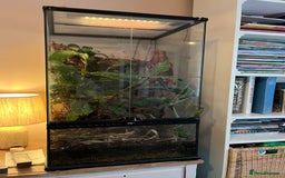 Gecko reptiles for sale: Male Crested Gecko and inclosure. - Image 2