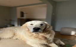 Golden Retriever dogs for stud: KC REGISTERED STUNNING STUD DOG in Beverley - Image 16