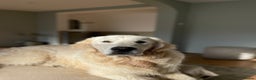 Golden Retriever dogs for stud: Cream Golden Retriever Stud in Beverley - Advert 16