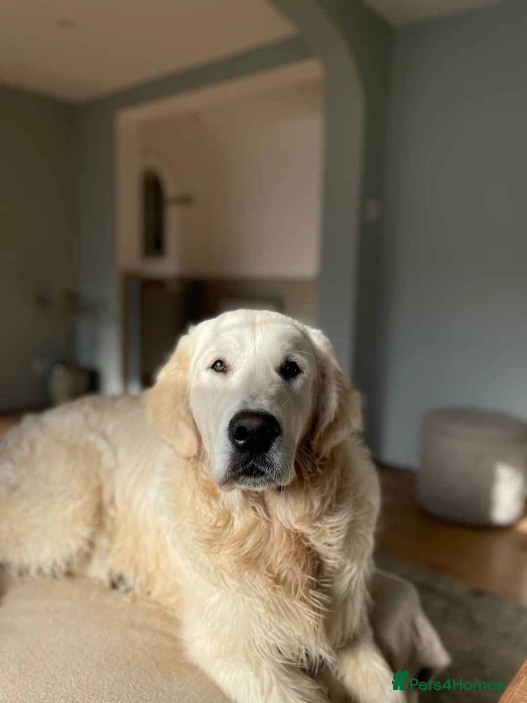 Golden Retriever dogs for stud: Cream Golden Retriever Stud in Beverley - Advert 16