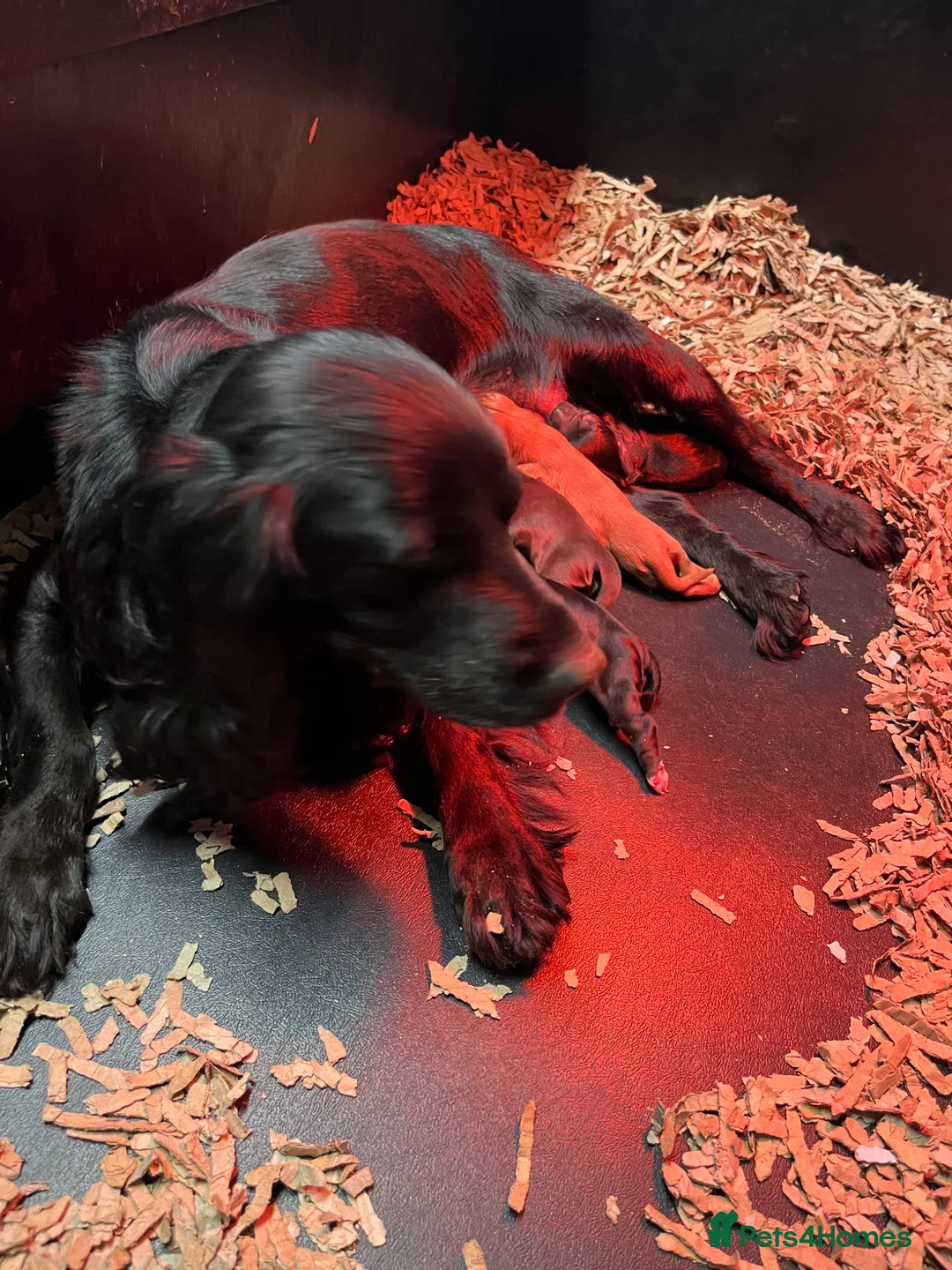Cocker Spaniel dogs for sale: KC COCKER PUPPIES - Advert 2