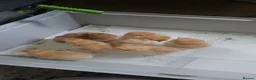 Chickens poultry for sale: Hybrid chicks for sale - Advert 6