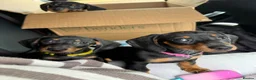 Miniature Dachshund dogs for sale: Miniature dachshund   in Colwyn Bay - Advert 9