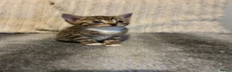 Mixed Breed cats for sale: Beautiful kittens ready for amazing homes  - Advert 12