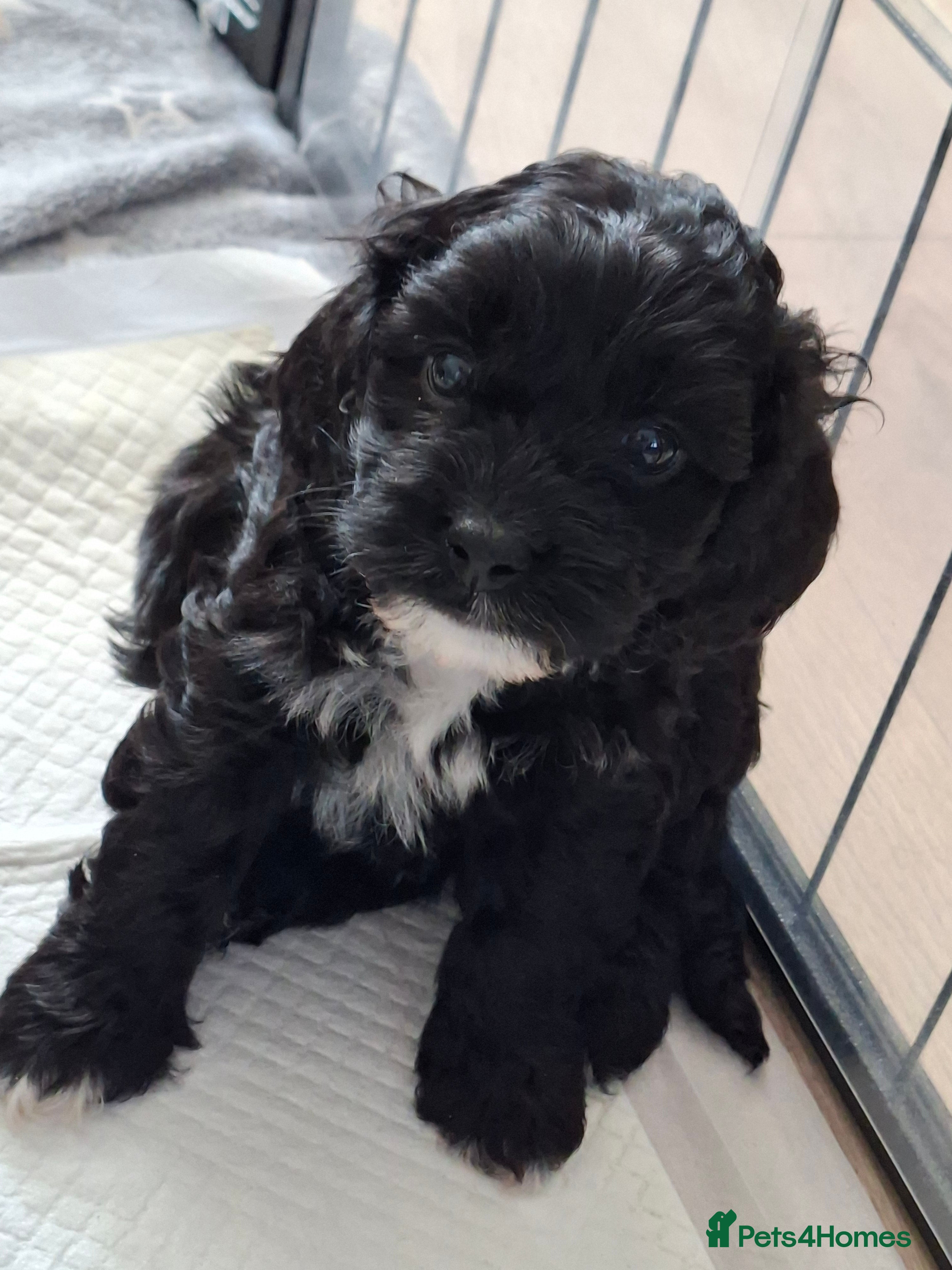 Cockapoo dogs *2 GIRLS LEFT* Beautiful miniature cockapoo pups  - Advert 4