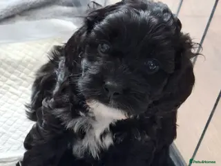 Cockapoo dogs *2 GIRLS LEFT* Beautiful miniature cockapoo pups - Advert 4