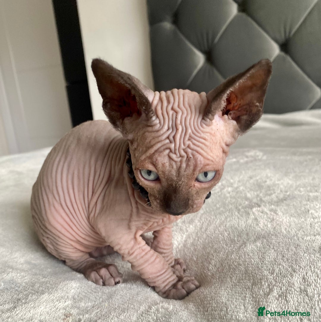 Sphynx cats for sale: Canadian sphinx kittens blue eyes girls  - Image 6