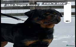 Rottweiler dogs for sale: (KC) REX & DELLAS FINAL LITTER OF QUALITY PUPS - Image 19