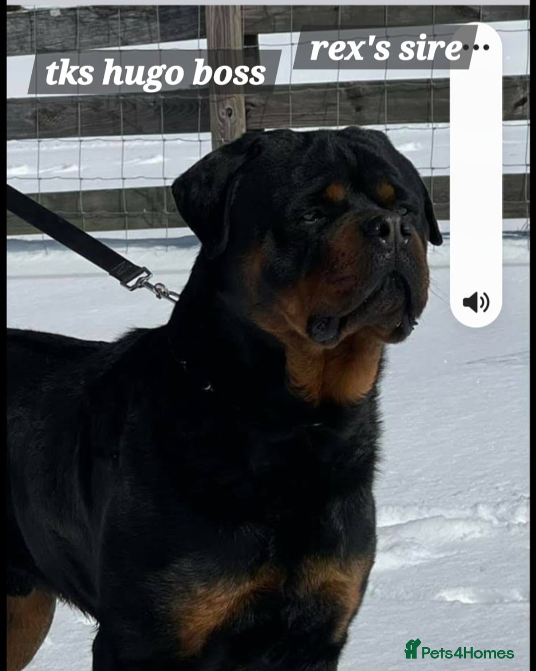 Rottweiler dogs for sale: (KC) REX & DELLAS FINAL LITTER OF QUALITY PUPS - Image 19