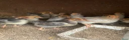 Chickens poultry for sale: Beautiful chicken , eggs , see details for price  - Advert 3