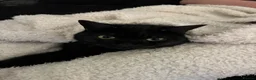 British Shorthair cats for sale: Seeking loving new home for Belle in Faversham - Advert 2