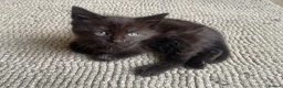 Mixed Breed cats for sale: Adorable 11-week-old boy ready for a new home  - Advert 3