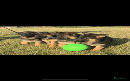 German Shepherd dogs for sale: German Shepherds looking for new homes  - Image 6