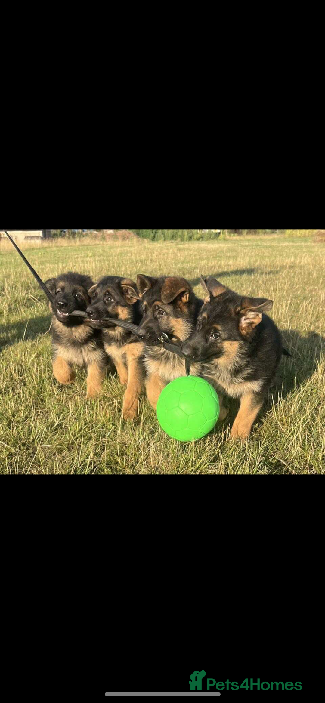 German Shepherd dogs for sale: German Shepherds looking for new homes  - Image 6