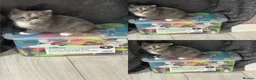 Mixed Breed cats for sale: 6 kittens for sale  - Advert 17