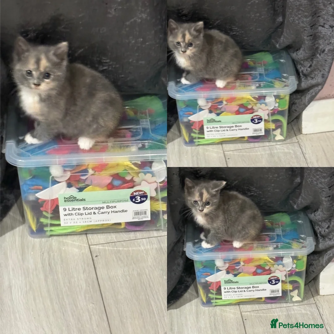 Mixed Breed cats for sale: 6 kittens for sale  - Advert 17