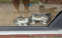 British Shorthair cats for sale: British shorthair x Cross Kitten Male  - Image 2