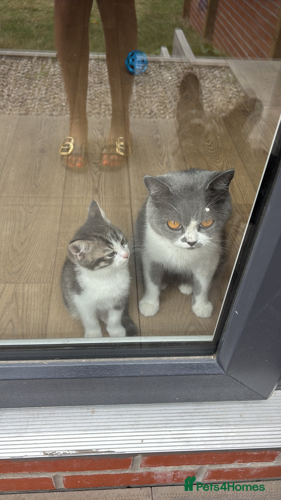 British Shorthair cats for sale: British shorthair x Cross Kitten Male  - Image 2