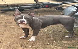 Mixed Breed dogs for sale: Mixed breed  - Image 4