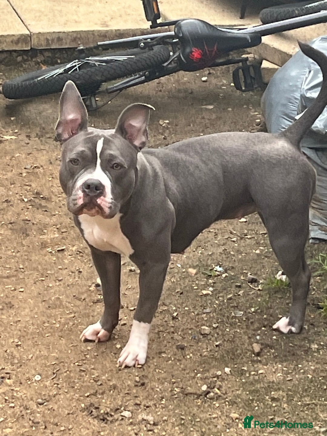 Mixed Breed dogs for sale: Mixed breed  - Image 4