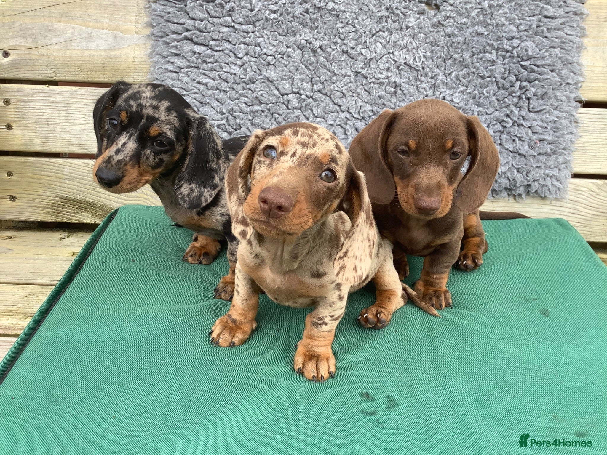 Miniature Dachshund dogs Minature smooth haired pups from pedigree parents - Advert 14