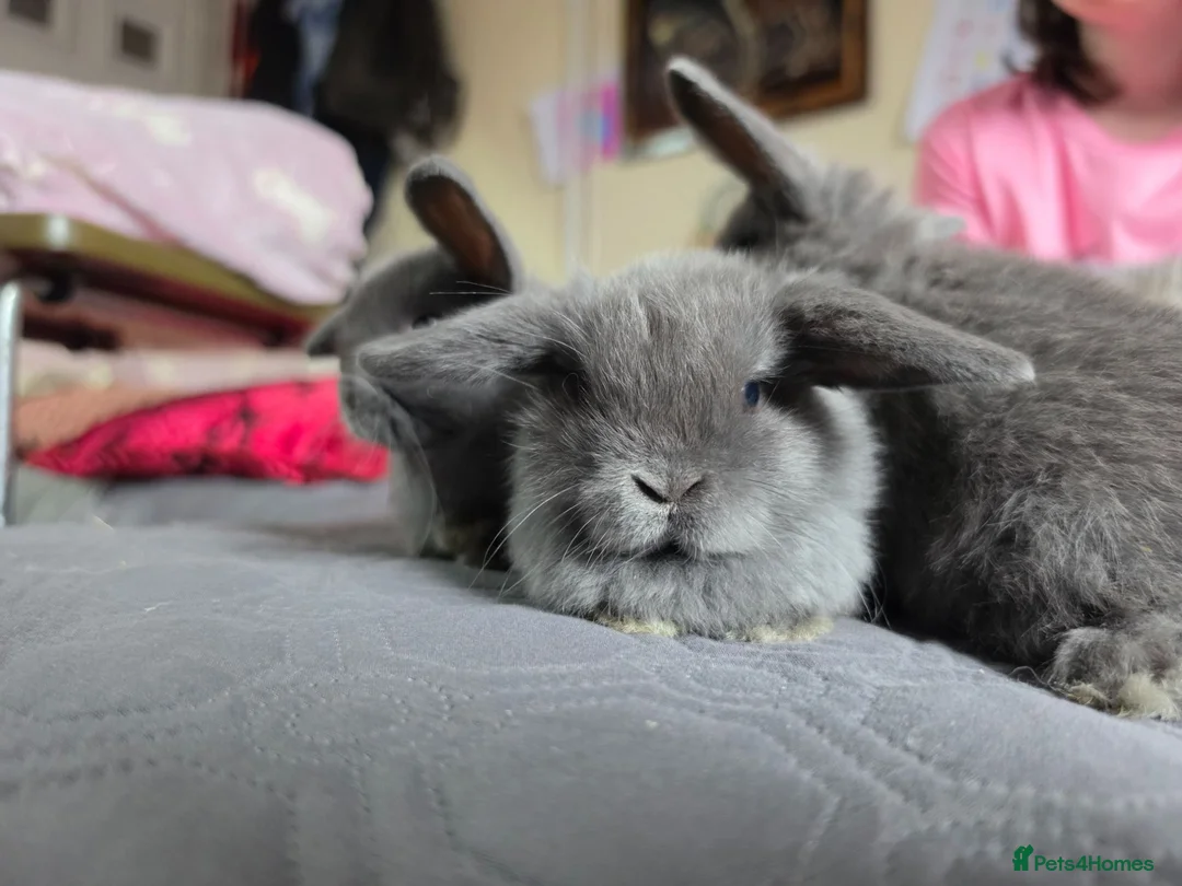 Mini Lop rabbits for sale: Circle of life Bunnies - Advert 1