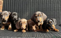 Miniature Dachshund dogs for sale: READY NOW MINI DAXIS KC REG PRA CLR - Image 2