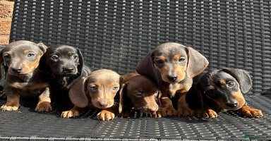 Miniature Dachshund dogs - Advert 6