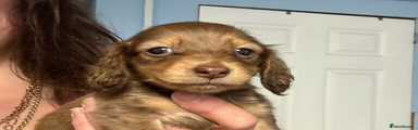 Miniature Dachshund Puppy 4