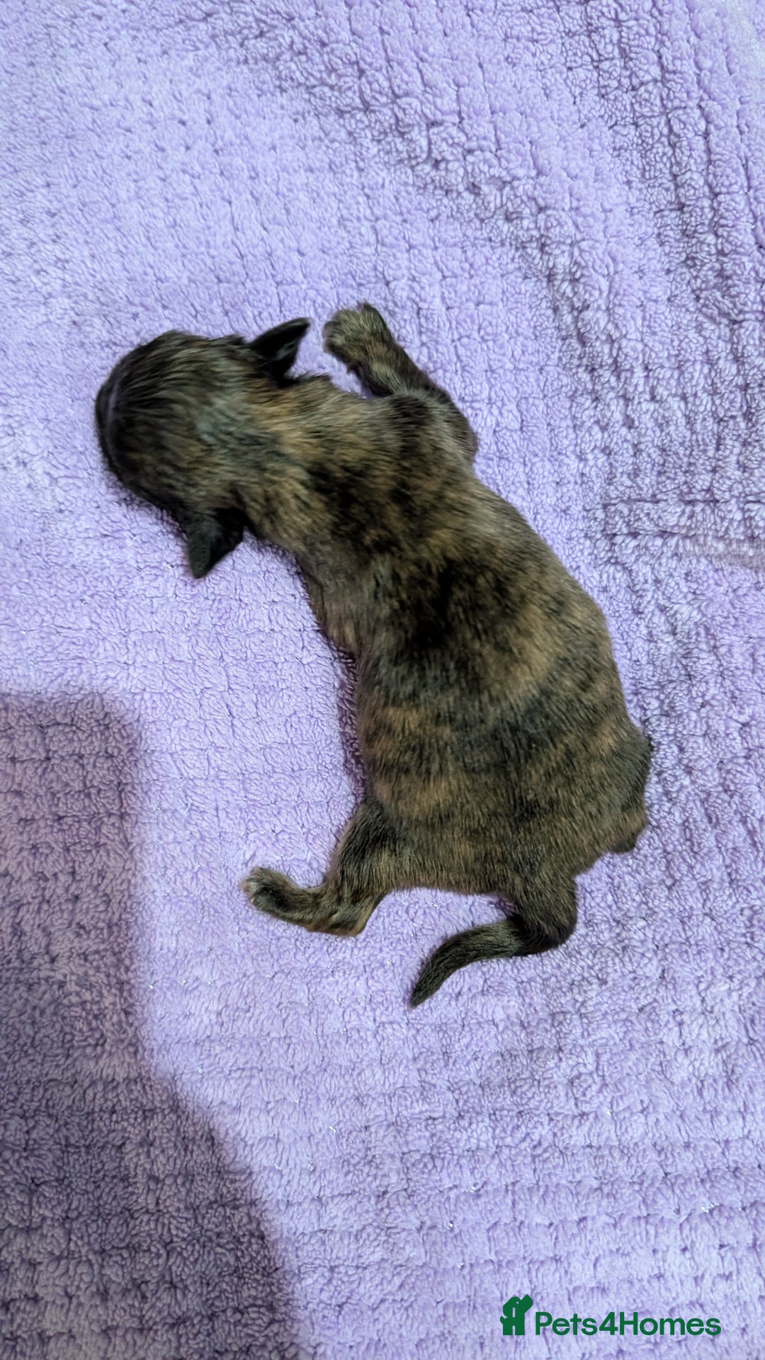 Shih Tzu dogs for sale: KC registered Shih Tzu puppies  - Image 8