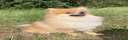 Pomeranian dogs for sale: Orange sable teddy bear type Pomeranians  - Advert 26