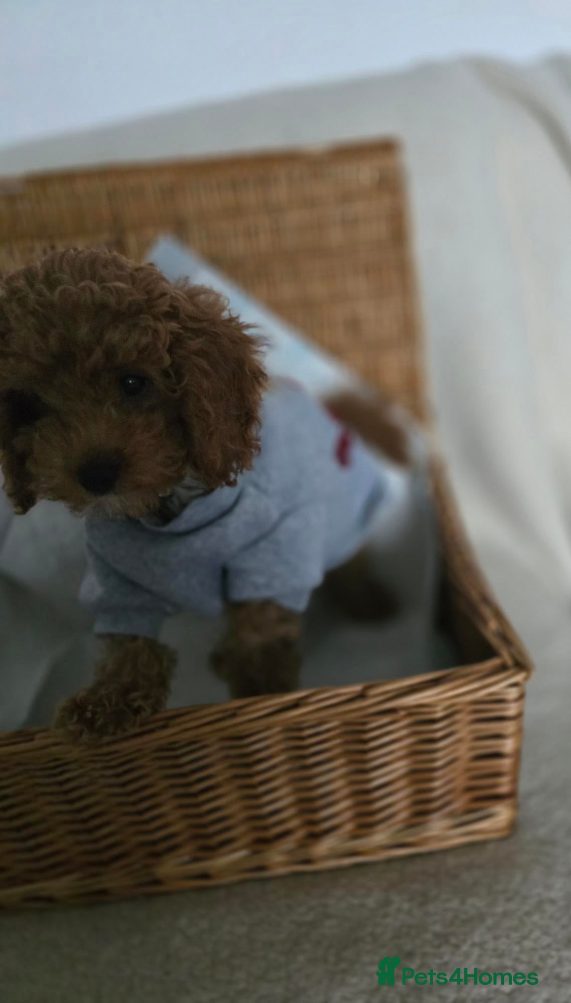 Cavapoo dogs One Toy Cavapoo's Left - Girl - Advert 1