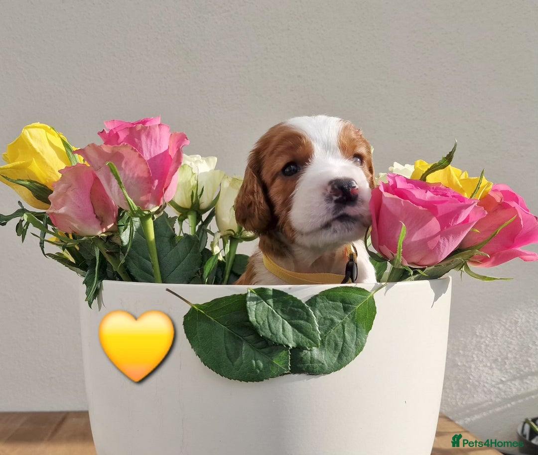 Welsh Springer Spaniel dogs for sale: Quality Welsh Springers | Exceptional homes only. - Advert 13