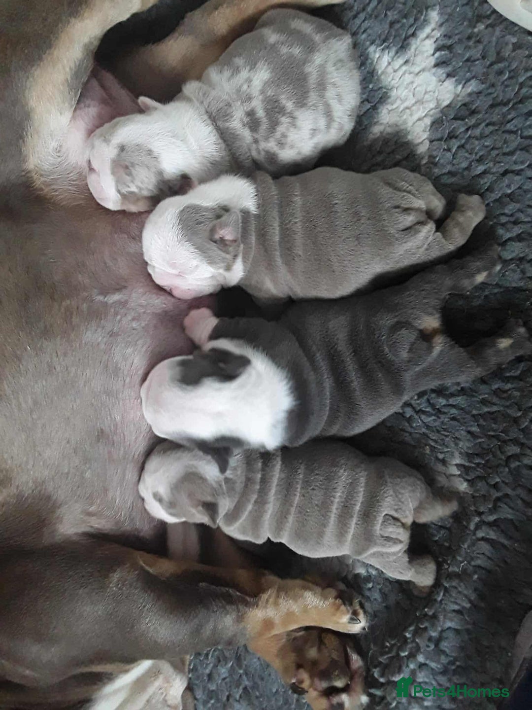 English Bulldog dogs for sale: English Bulldog puppies  - Image 2