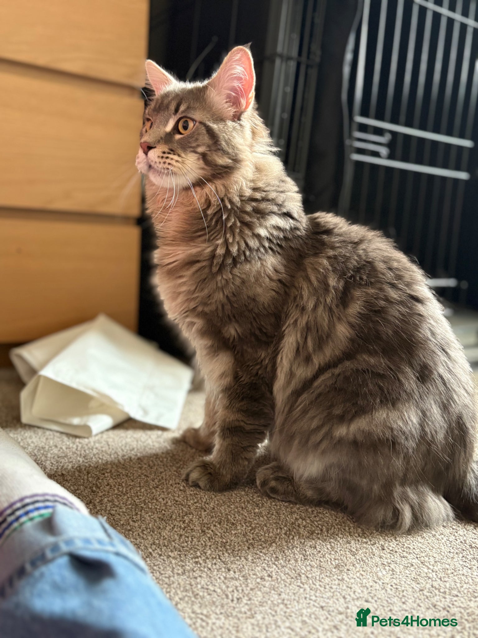 Maine Coon cats XL Maine coon entire male for sale  - Advert 1