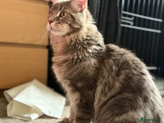 Maine Coon cats XL Maine coon entire male for sale - Advert 1