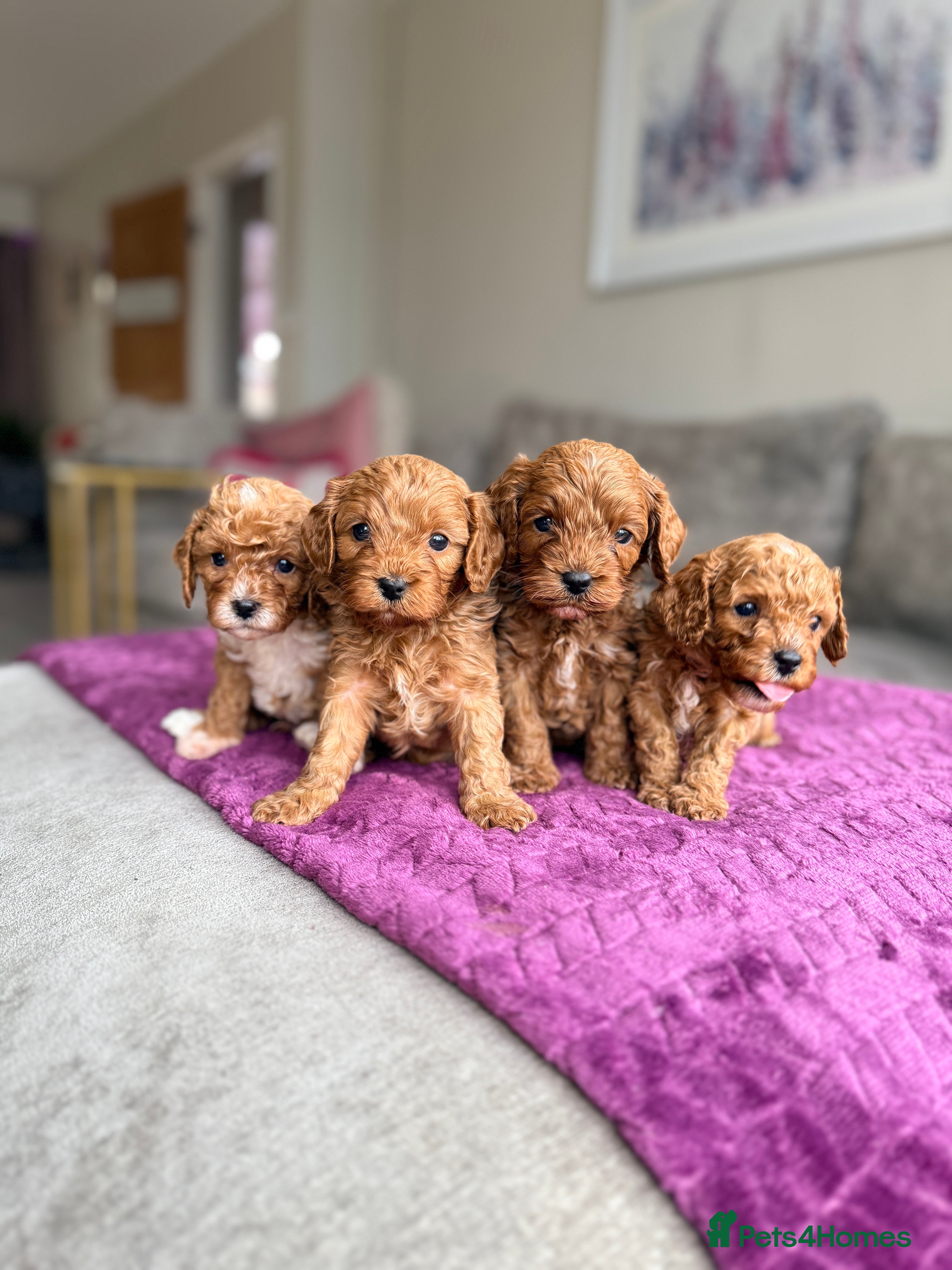 Cavapoo dogs Premium Teddy F1bb Toy Cavapoos - Advert 2