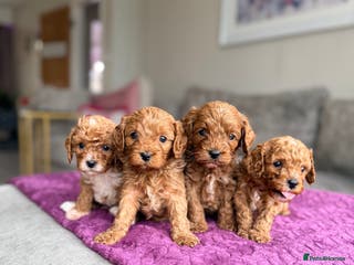 Cavapoo dogs Premium Teddy F1bb Toy Cavapoos - Advert 2