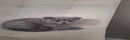 Scottish Fold cats for sale: Scotish fold kittens for sale in Boston - Advert 4