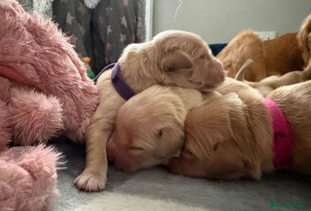 Golden Retriever dogs for sale: **Adorable Golden Retriever Pups✨ in Birmingham - Advert 2