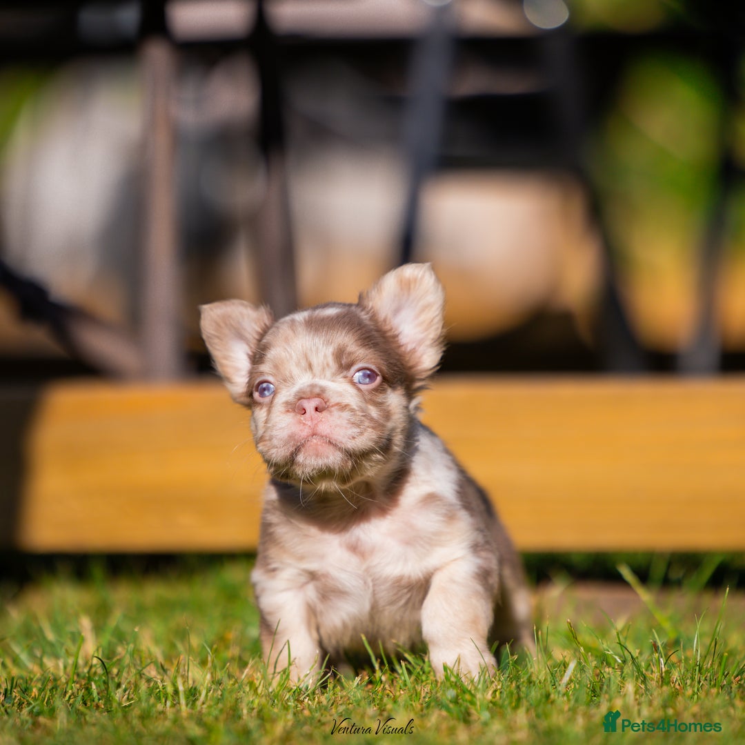 French Bulldog dogs for sale: Quality Visual Fluffy French Bulldog Pups!  - Image 8